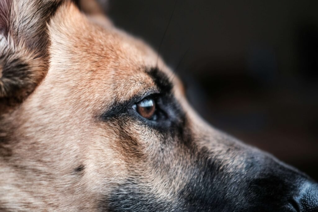 Livestock Guardian Dog: Best 7 Training Tips for Success!
