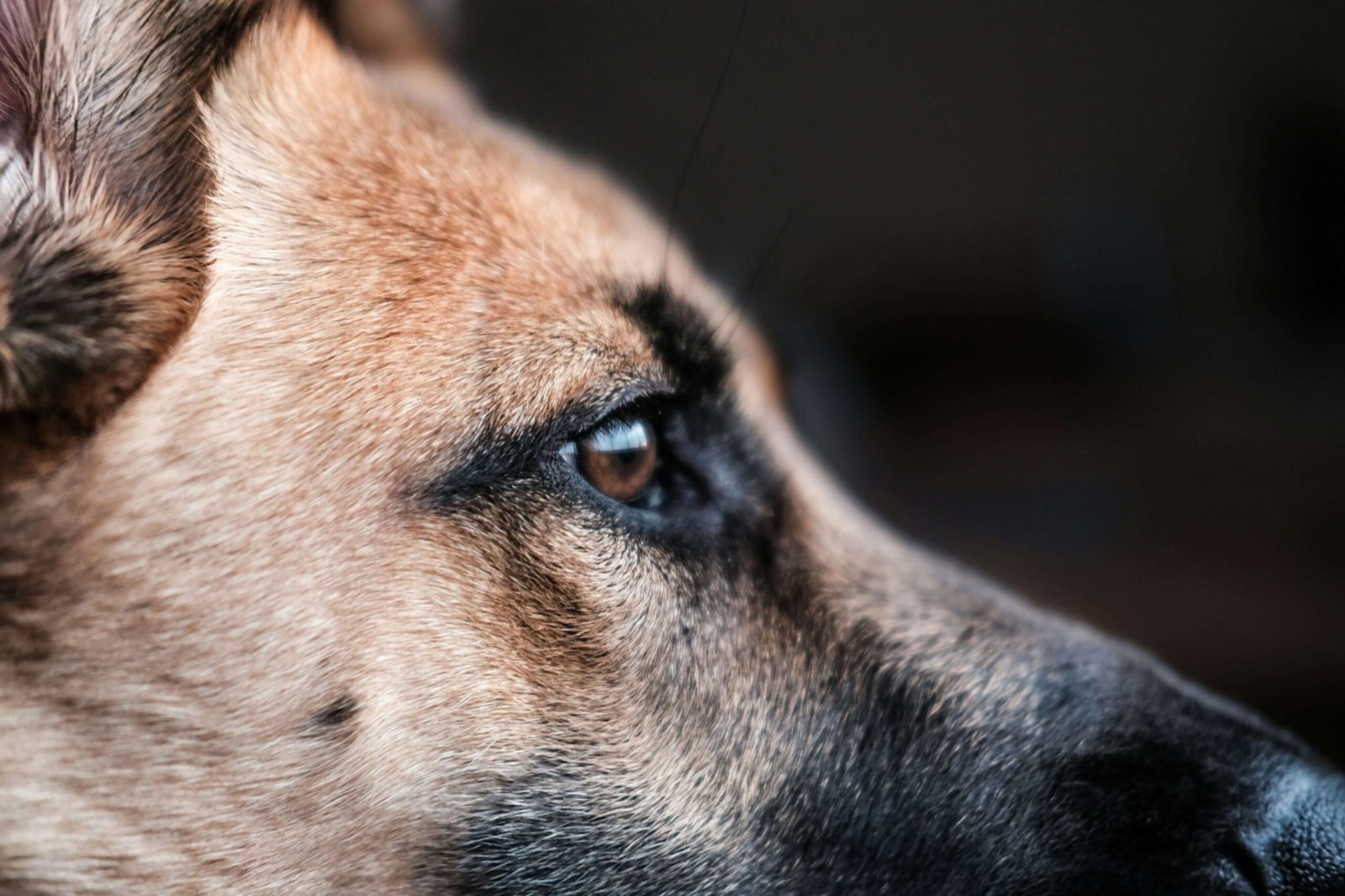 Livestock Guardian Dog: Best 7 Training Tips for Success!