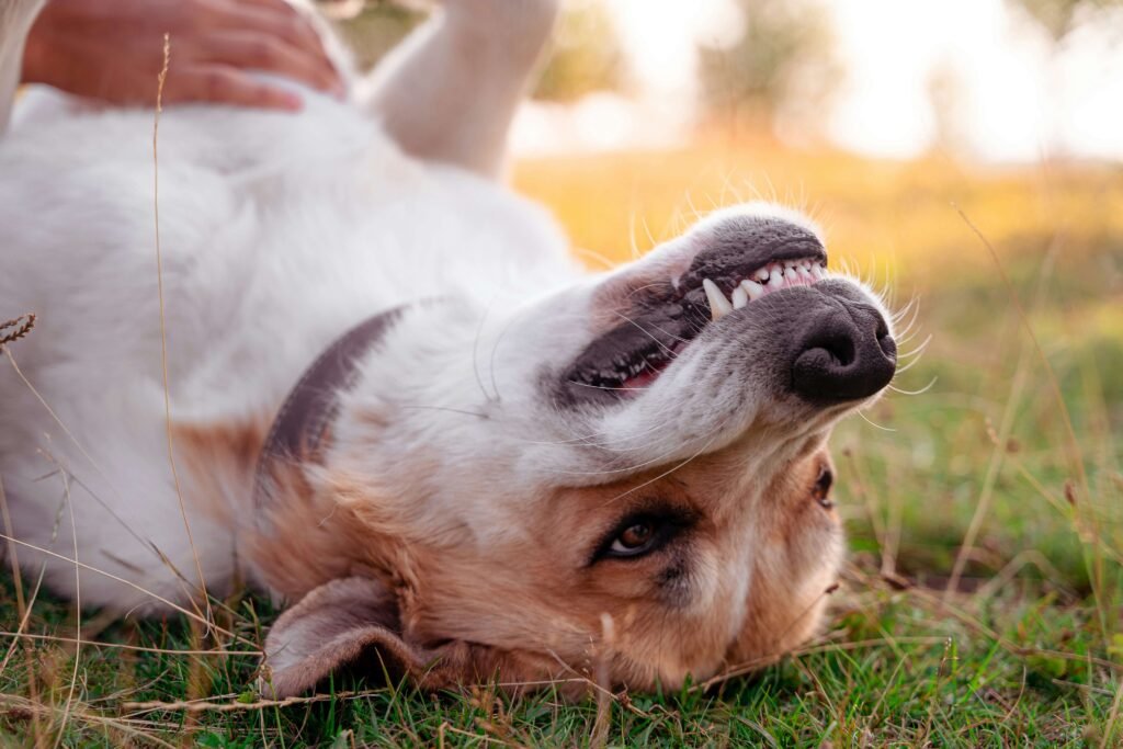 Understanding Rash on Dog Belly: Best 7 Expert Tips!