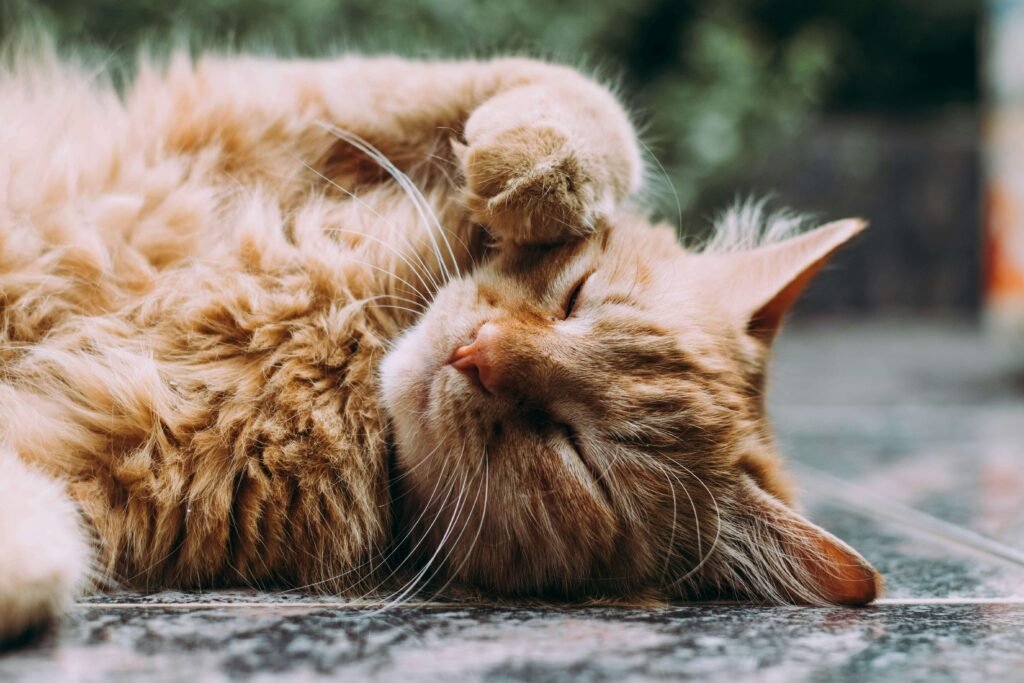 Top 5 Best Cat Toothpaste Options for Optimal Oral Health!