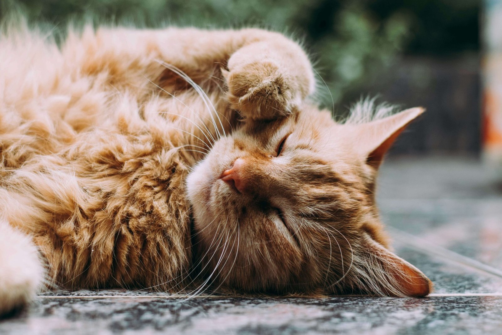 Top 5 Best Cat Toothpaste Options for Optimal Oral Health!