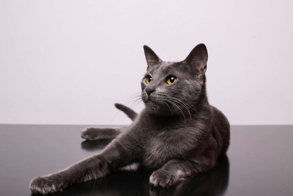 Top 5 Best Cat Slow Feeder Bowls for Healthy Eating!