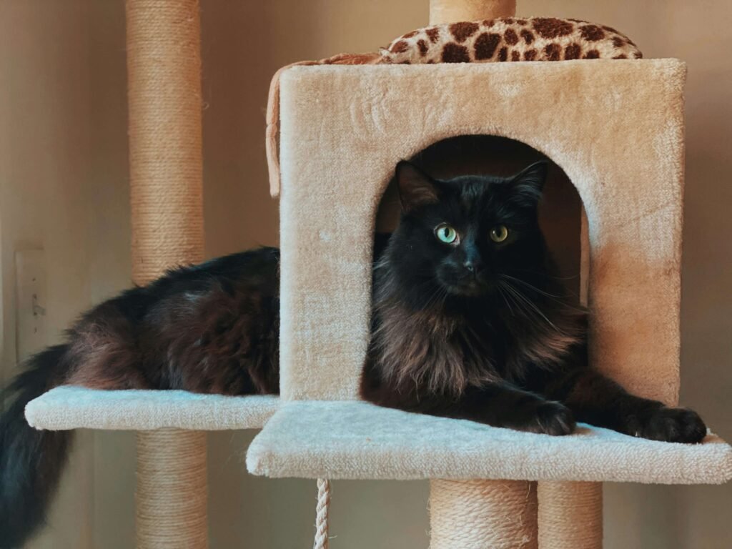 Top 4 Best Cat Poles to Transform Your Cat's Playtime!