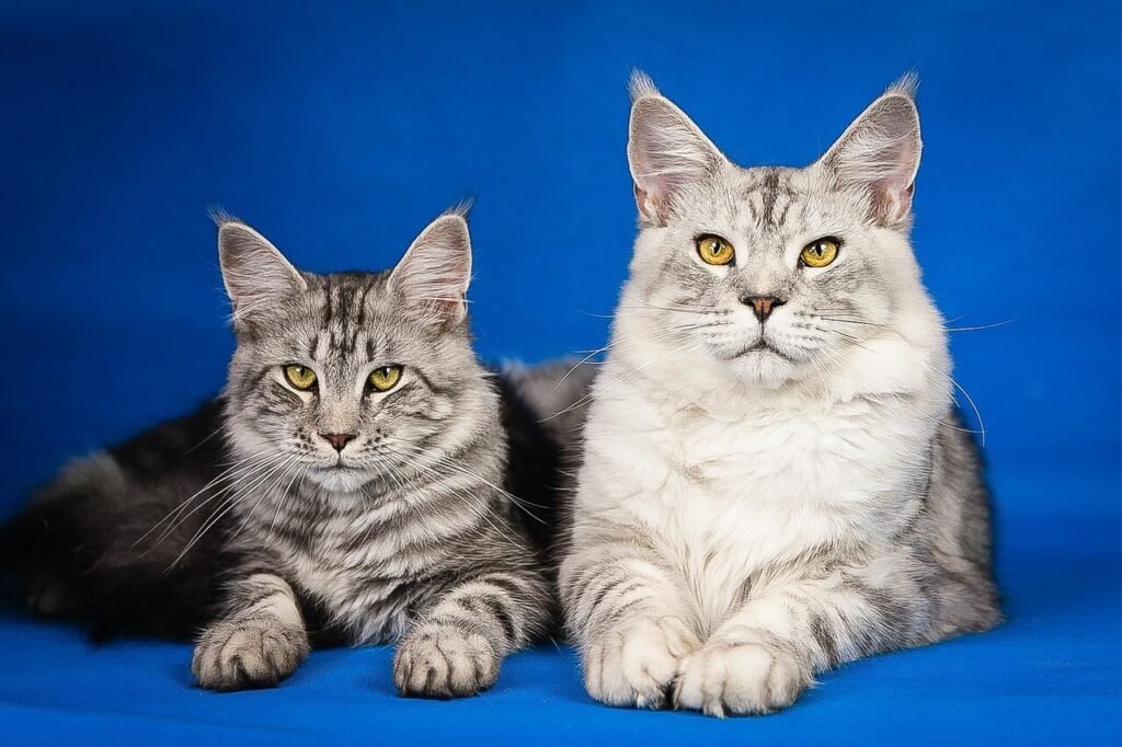 Japanese Cat Names: Best 7 Expert Tips!