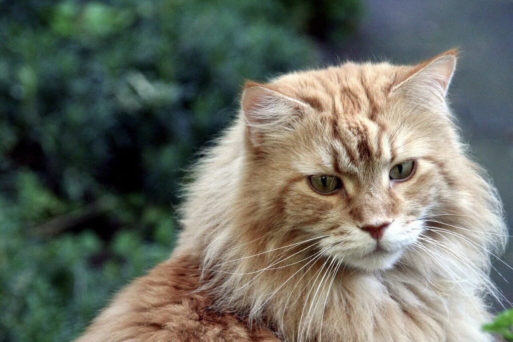 The Majestic Maine Coon Mix: Best 7 Expert Tips!
