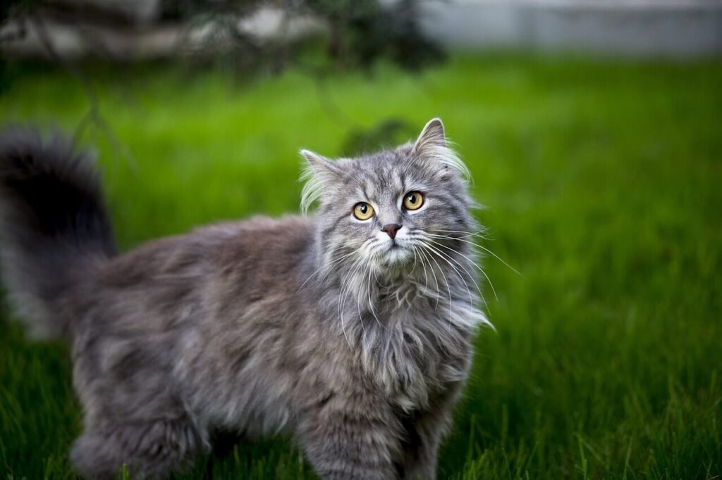 The Enchanting World of the Blue Maine Coon Cat: Best 7 Tips