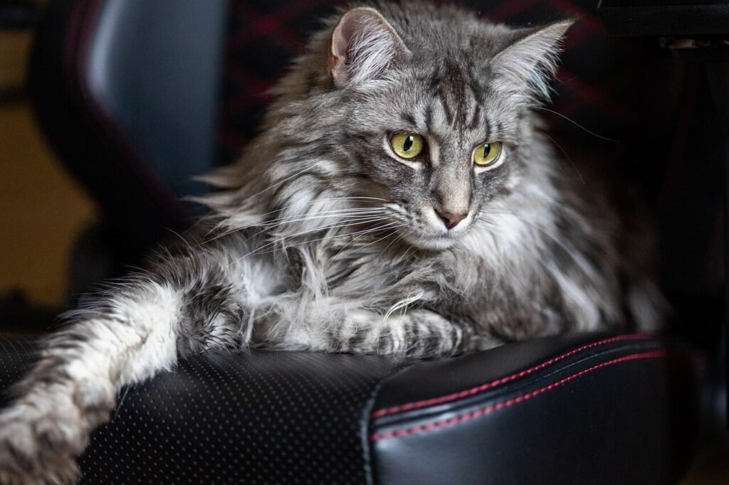 The Majestic White Maine Coon Cat: Best 7 Expert Tips!