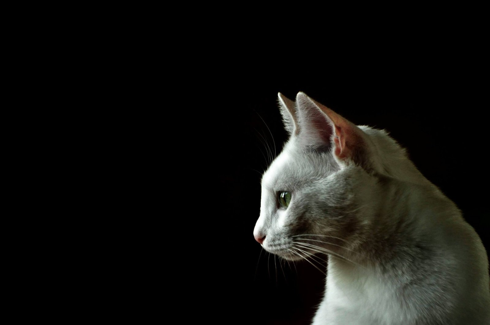 Top 5 Grain-Free Wet Cat Foods for Ultimate Feline Health!