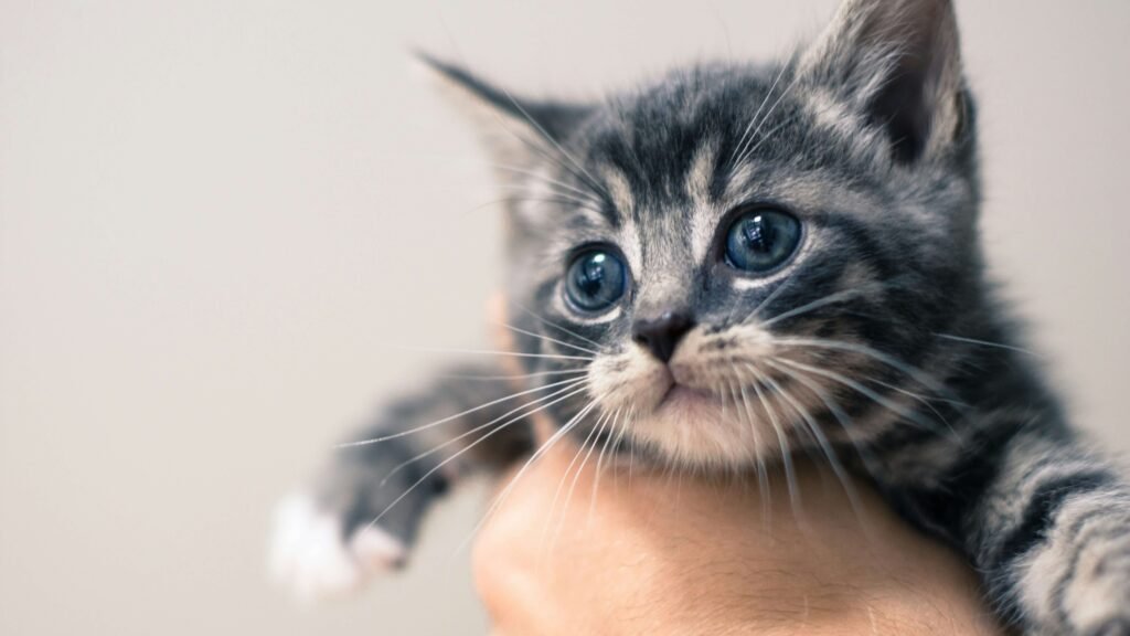 Top 4 Cat Tents for Outdoor Fun & Safety!