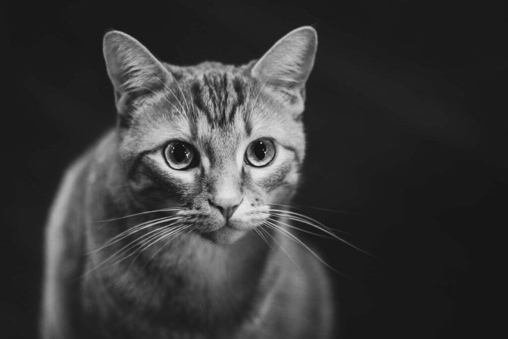 Top 4 Best Cat Perfume Products to Keep Your Feline Fresh!