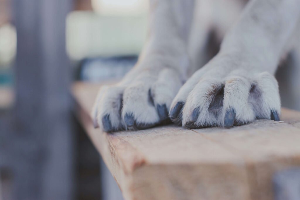 How to Grind Dog Nails: Best 7 Expert Tips!
