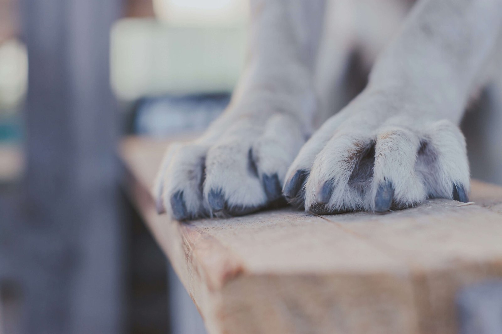 How to Grind Dog Nails: Best 7 Expert Tips!