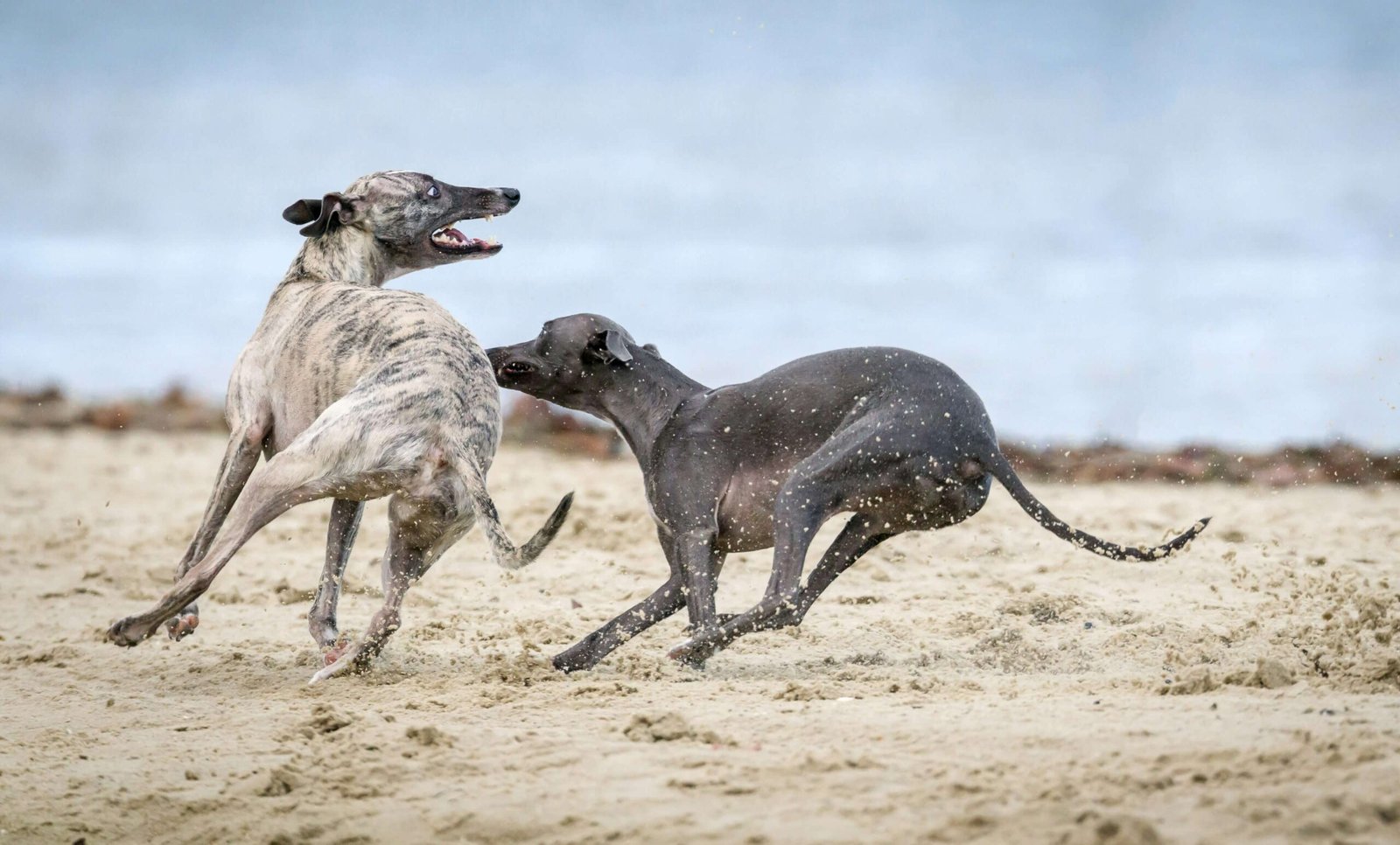 How Fast Can a Dog Run: Top 7 Best Tips for Every Owner!