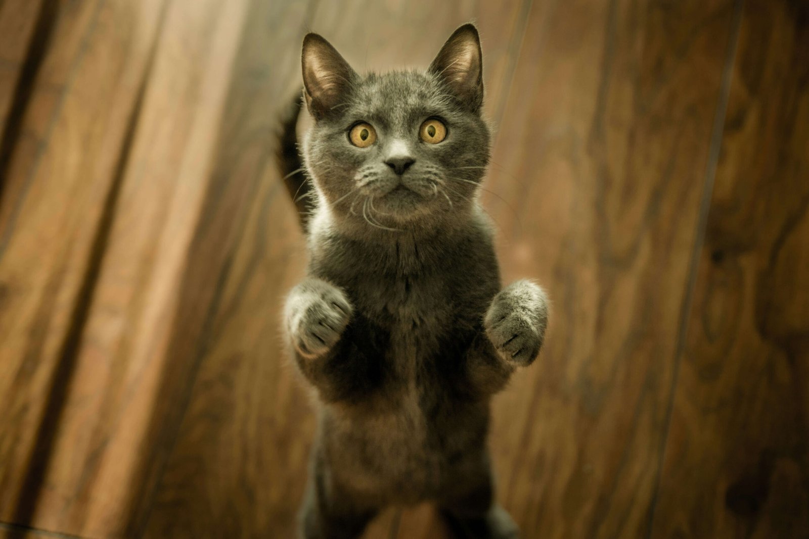 Top 4 Best Interactive Cat Toys for Happy Playtime!