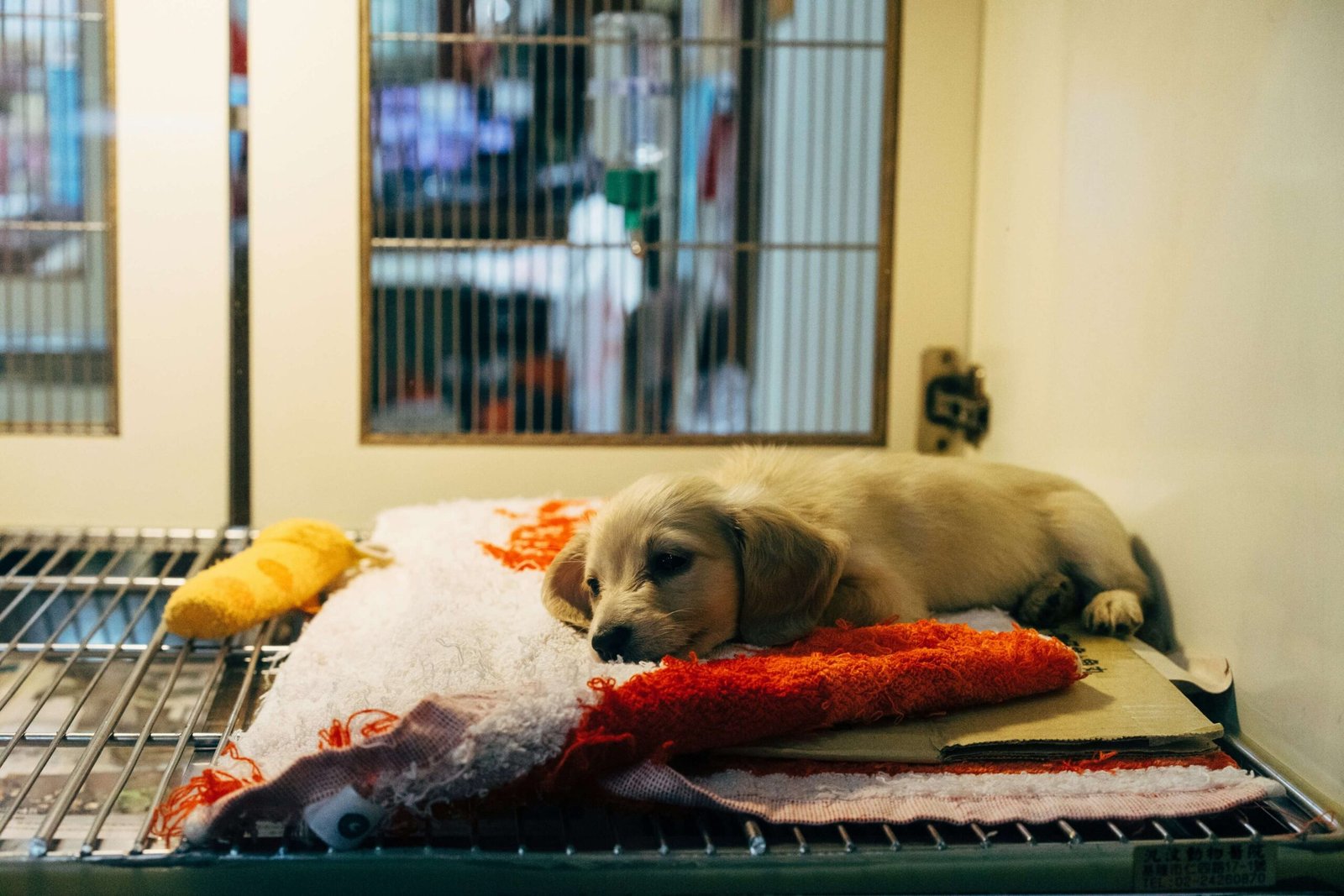 Dog X-Ray Cost: 7 Tips to Save on Veterinary Imaging