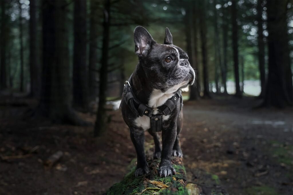 Best Dog Food for French Bulldog: Top 7 Expert Tips!