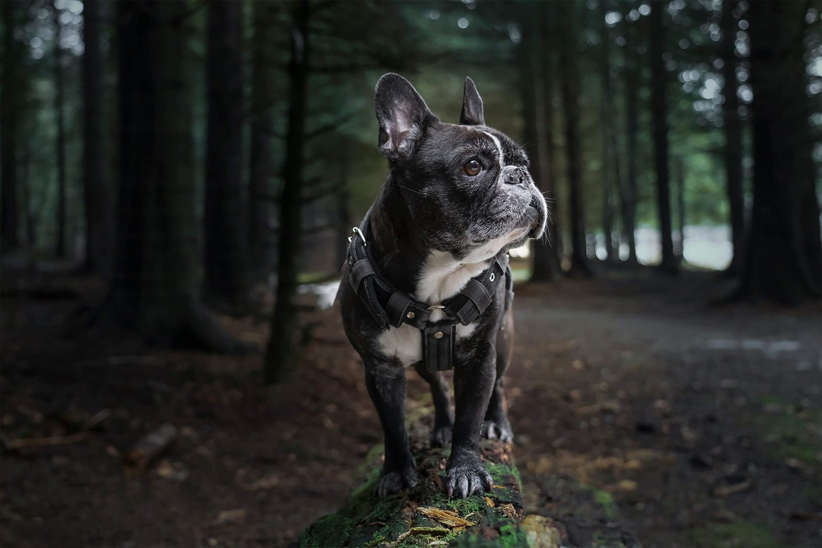Best Dog Food for French Bulldog: Top 7 Expert Tips!