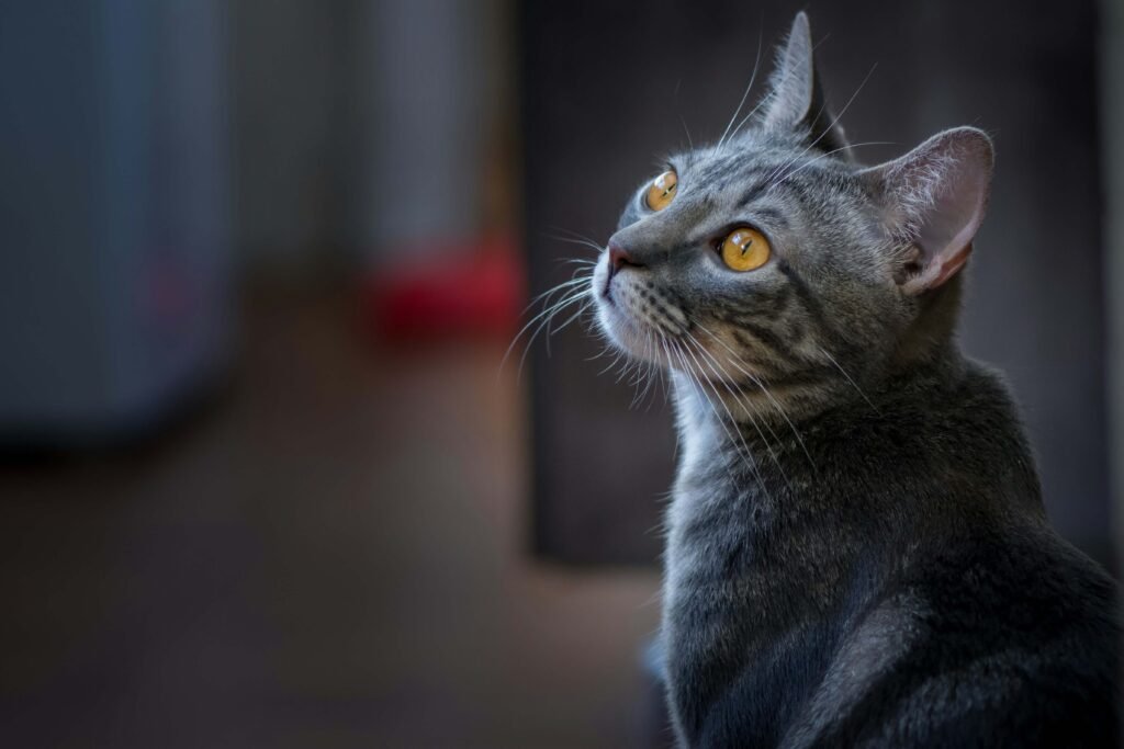 The Enchanting World of the Silver Tabby Cat: Best 7 Tips!