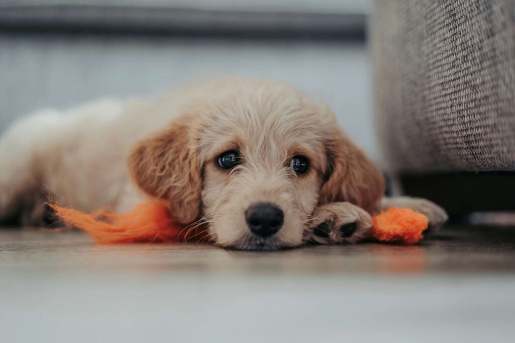 5 Best High-Fat Dog Foods for Ultimate Energy & Health!