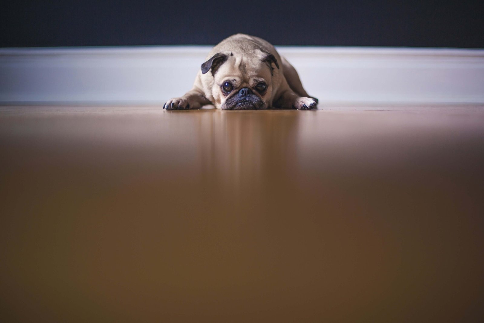 Why Does My Dog Sleep Under My Bed? Best 7 Expert Tips!
