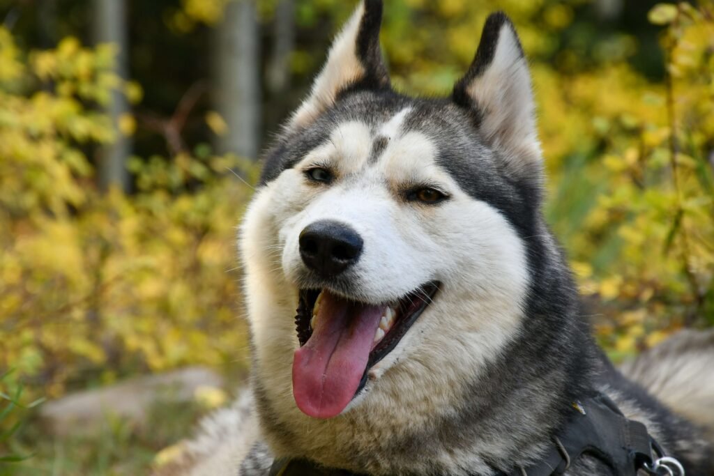 Why Do Dogs Howl? Best 7 Expert Tips!