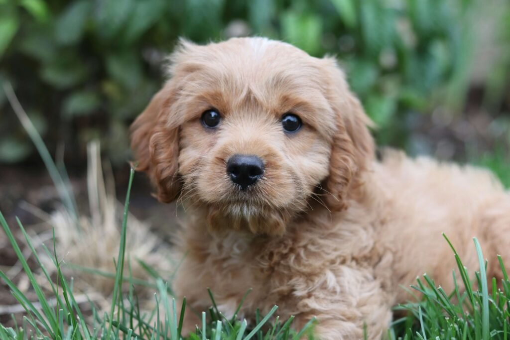 4 Best Dog Nail Polishes for a Pawsome Manicure!