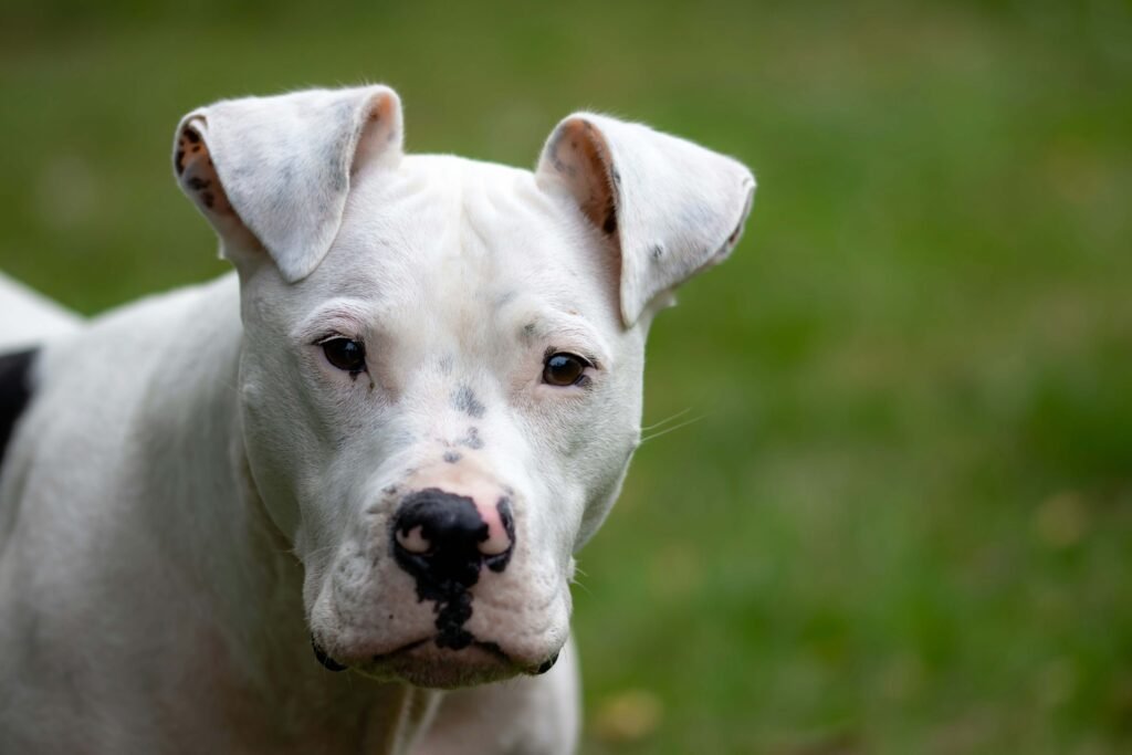 Pitbull Dog Price: Best 7 Tips to Budget Your New Companion!