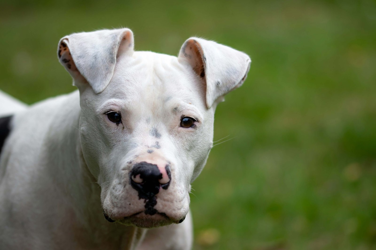 Pitbull Dog Price: Best 7 Tips to Budget Your New Companion!