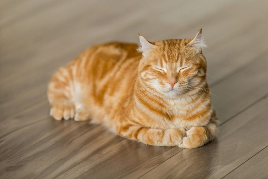 Top 5 Best Cat Scratcher Cardboards for Happy Cats!
