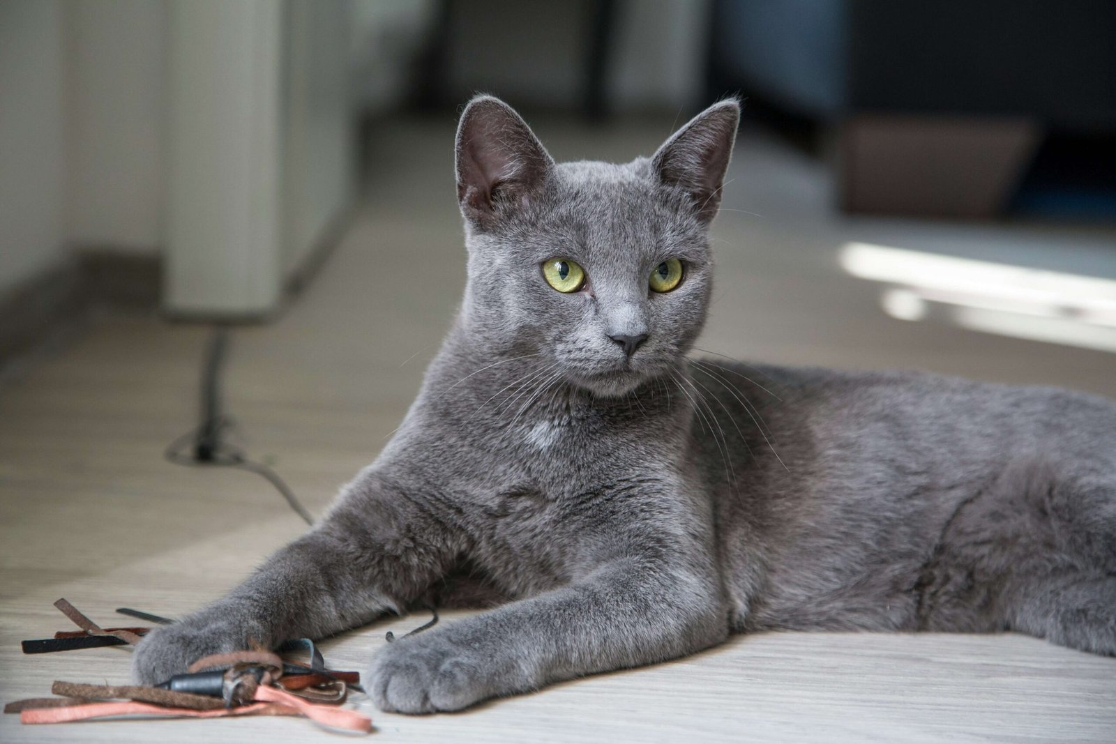 Top 4 Best Cat Recovery Suits for Faster Healing!