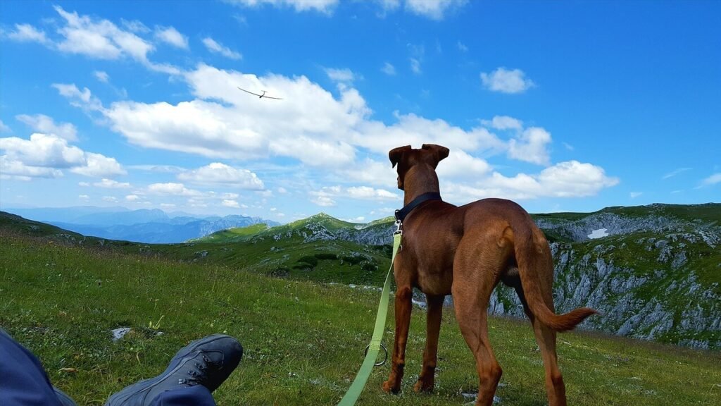 Why Do Dogs Have Tails? Best 7 Expert Tips!