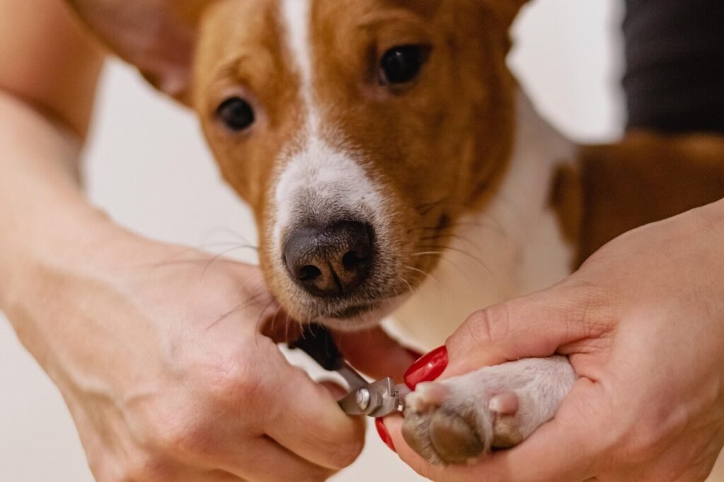 The Ultimate Guide to Dog Grooming: Best 7 Expert Tips!