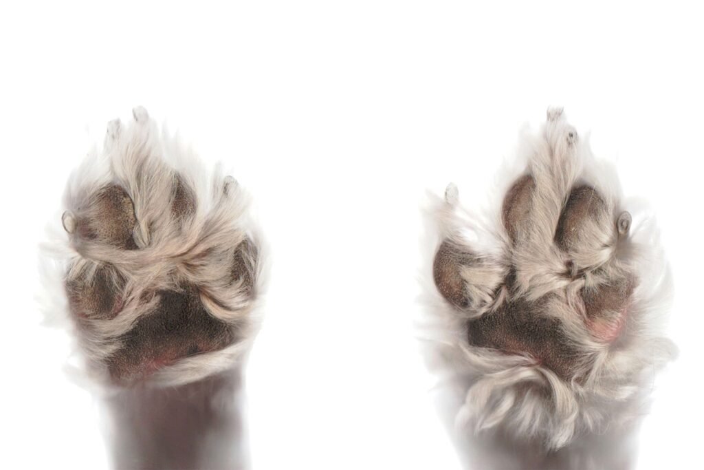 How Short Should Dog Nails Be? best 7 Expert Tips!
