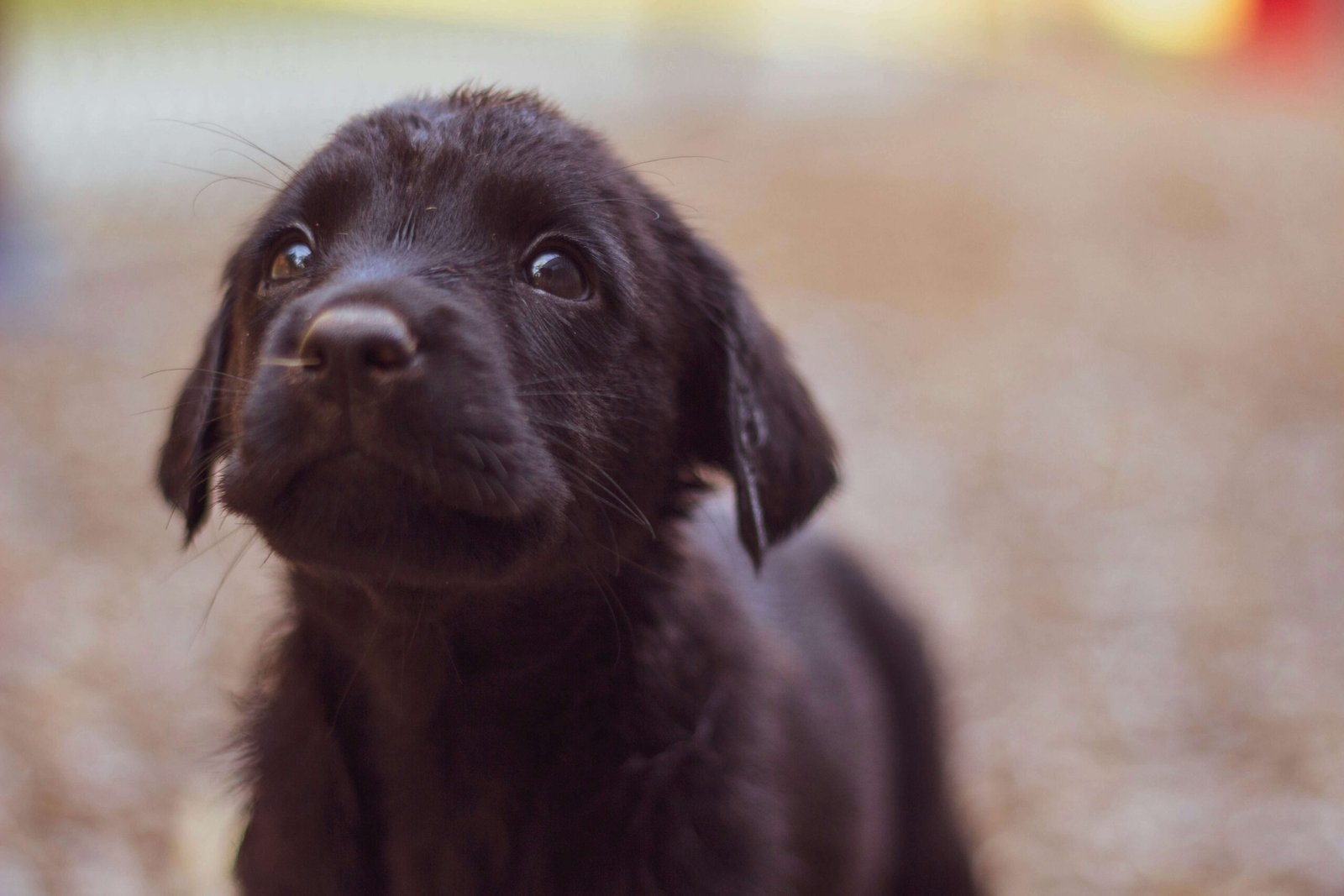 Top 5 Best Dry Dog Shampoos for Ultimate Freshness!
