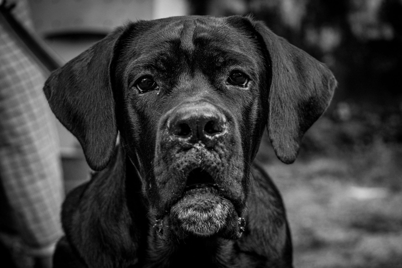Tick or Skin Tag on Dog: Best 7 Tips to Tell the Difference!