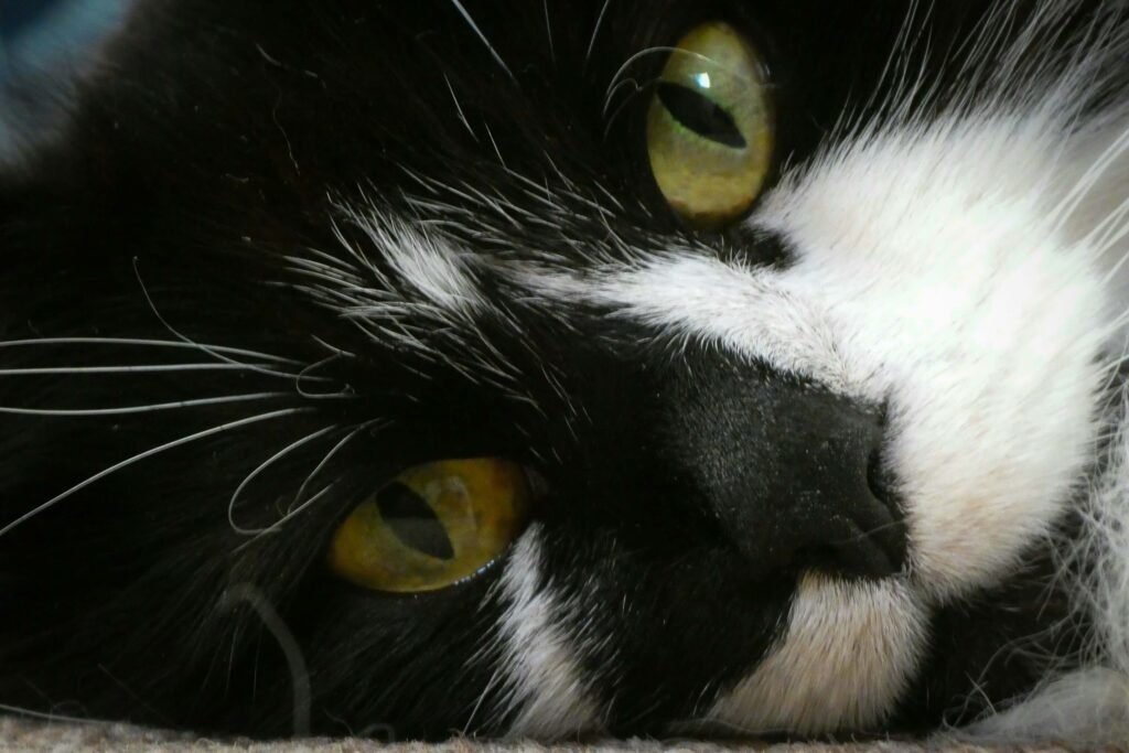 The Black Ragdoll Cat: Best 7 Expert Tips!