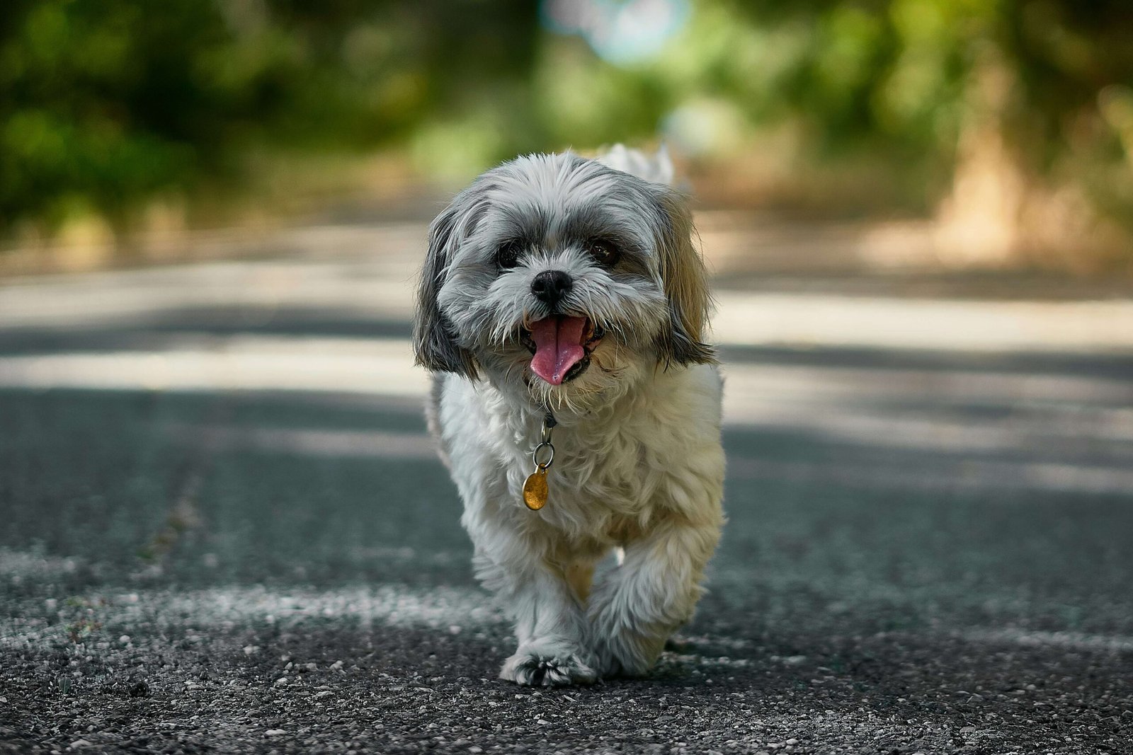 Why Does My Dog Scratch the Carpet? Top 7 Best Tips!