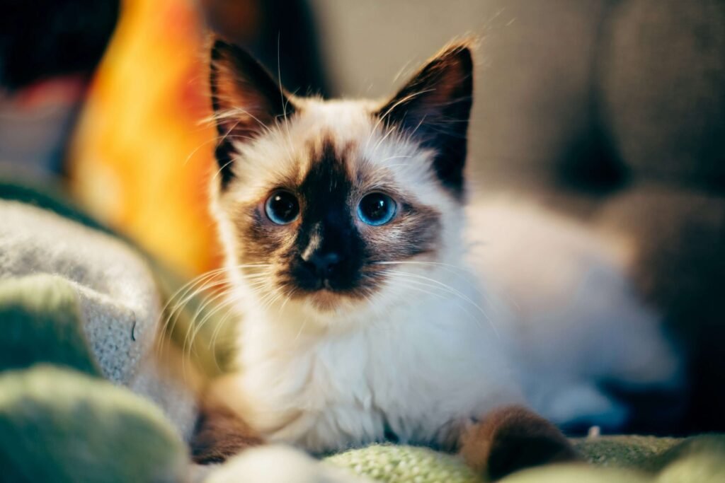 Top 4 Best Cat Treat Dispensers for Happy Cats!