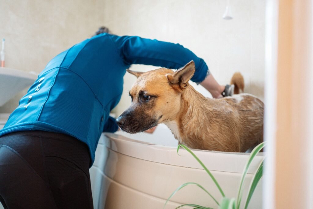 No Dog Shampoo, What Can I Use Safely? Best 7 Expert Tips!