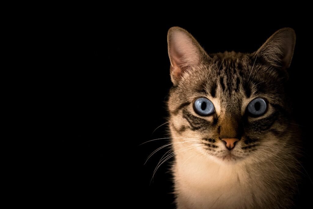 The Enchanting World of Cinnamon Ragdoll Cats: Best 7 Tips!