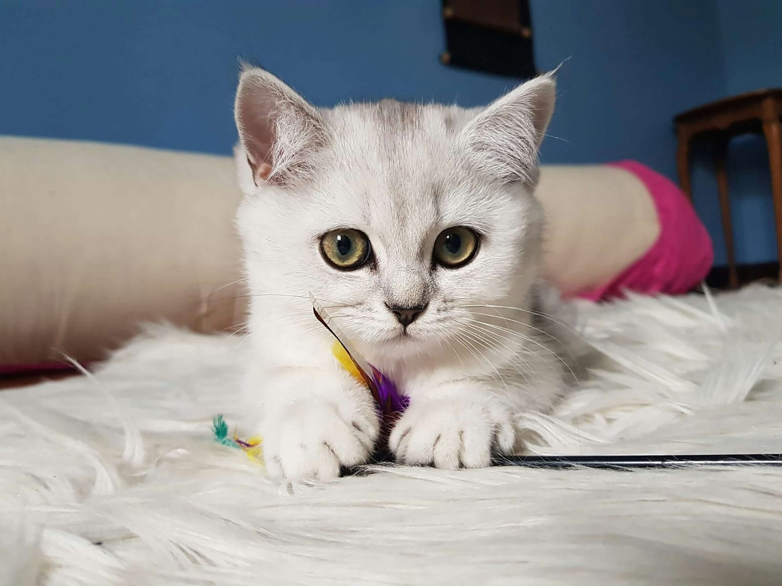 Best Cat Collar Tags: 4 Picks for Safe & Stylish Felines!