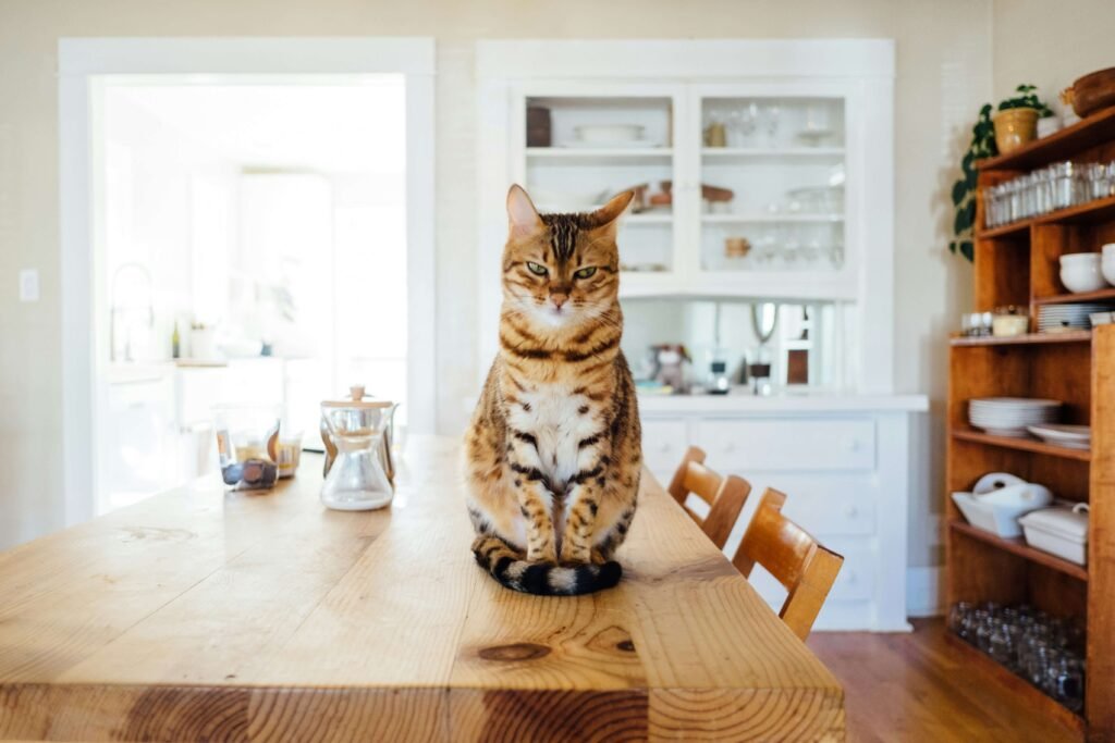 Top 4 Best Tools for Every Cat Groomer!