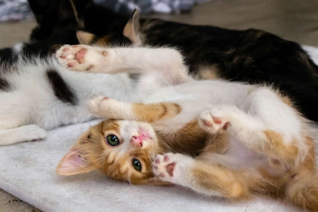 Top 4 Best Cat Puzzle Toys to Boost Your Kitty's IQ!