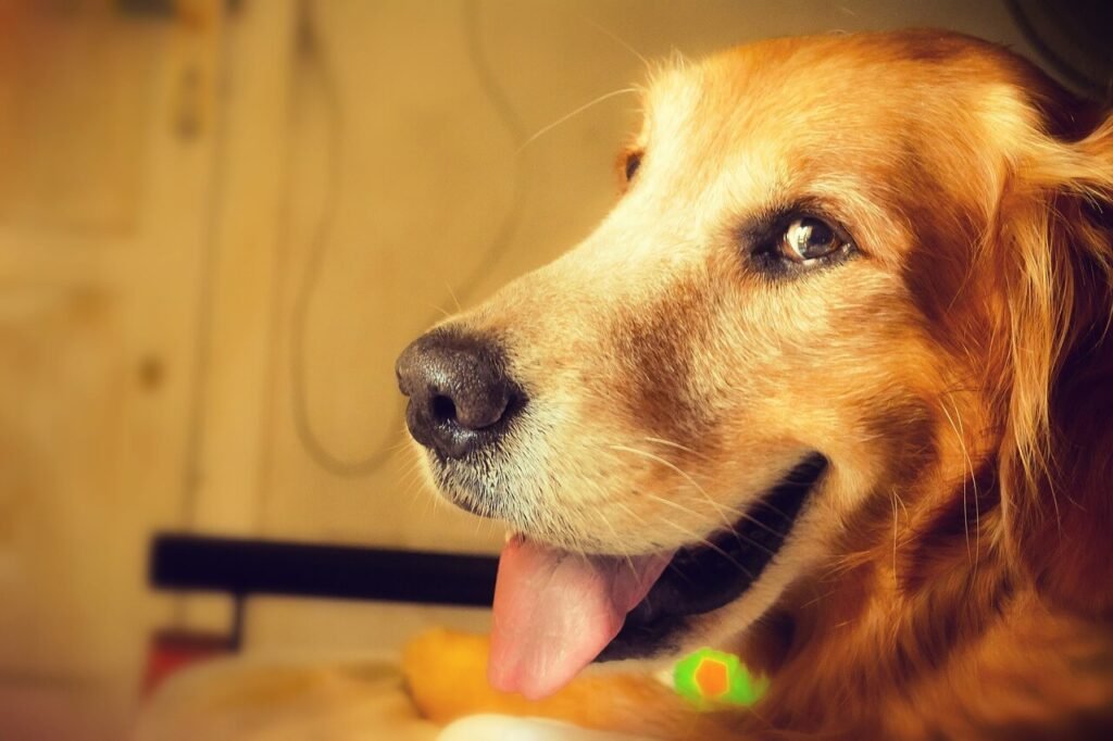 Dog-Safe Chocolate: 7 Tips to Keep Your Pup Safe & Happy!