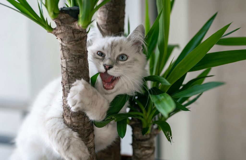 Top 4 Cat Carriers with Litter Box for Stress-Free Travel!