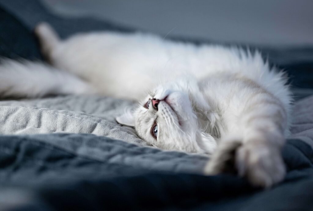 Cat Stretching: Best 7 Tips to Understand Relaxation!