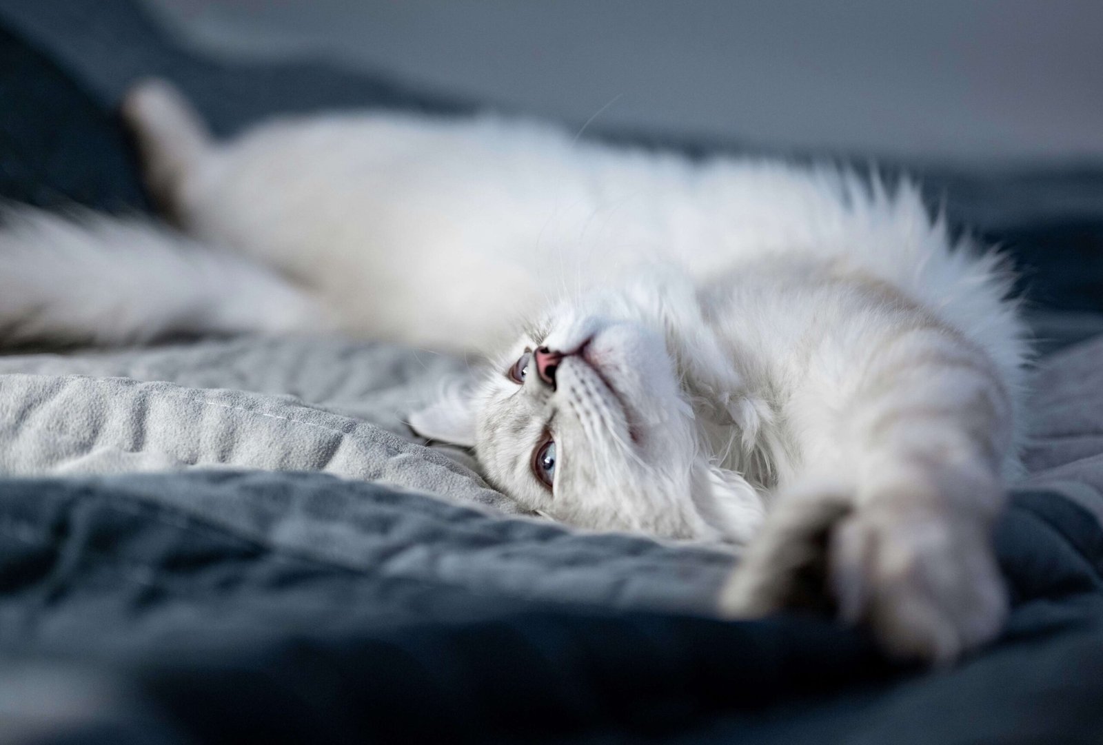 Cat Stretching: Best 7 Tips to Understand Relaxation!