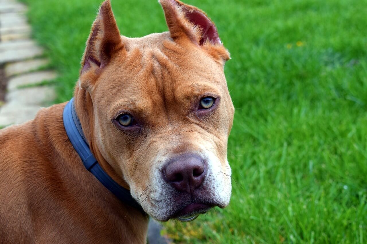 Best Dog Food for Pitbulls with Skin Allergies: 7 Pro Tips!