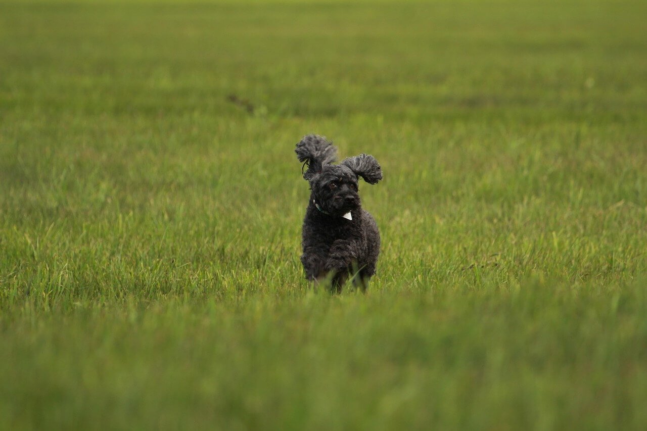 Choosing the Best Dog Food for Poodles: 7 Expert Tips!