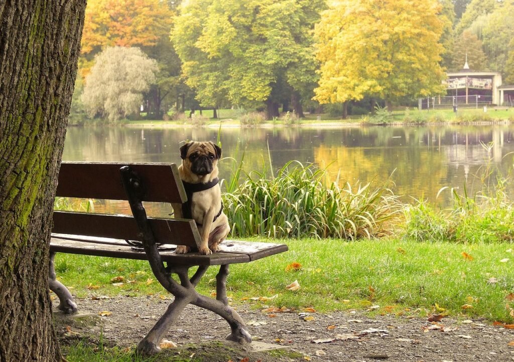 How to Comfort a Dog in Heat: Best 7 Tips!